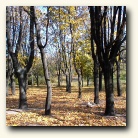 [Click to enlarge image]
